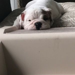 Meet your Posher, Winston